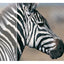 Monitor LED Philips 275S1AE/00 27 " 2560 x 1440 px IPS / PLS do biura 117